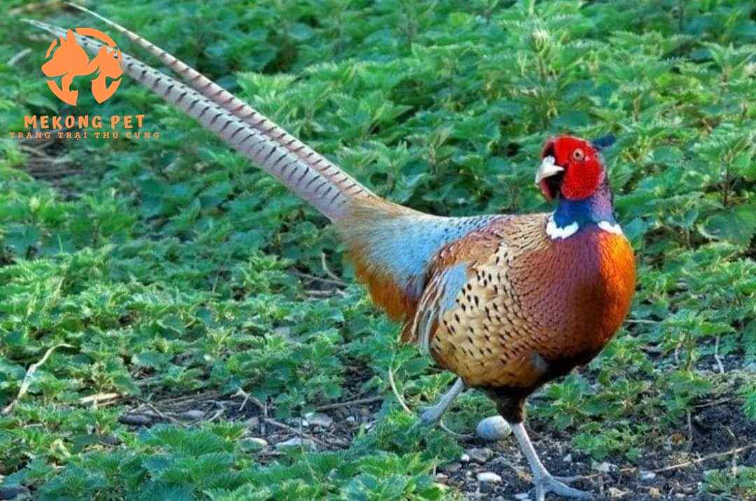 Bán chim trĩ cảnh giá rẻ tại Tphcm